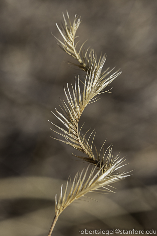 twisted grass